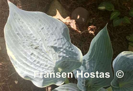 Hosta The Future King